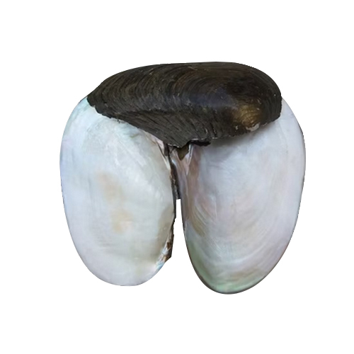 China River Shell