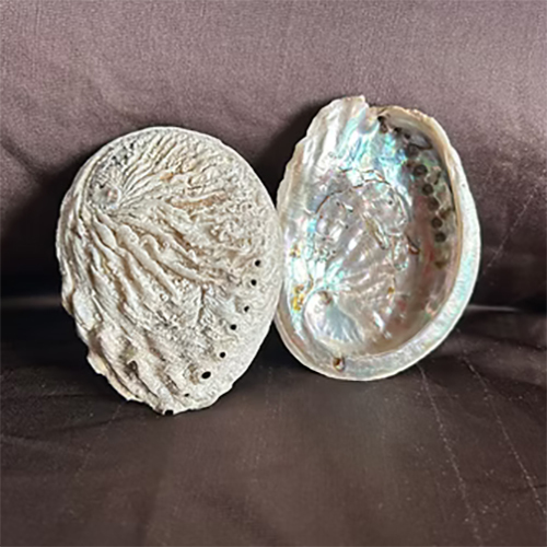 Abalone Shell - Processing Type: Fully Processed