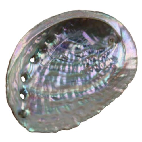 Pink Abalone Shell