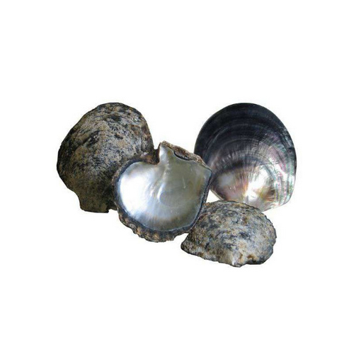 Black MOP Indonesia Shell
