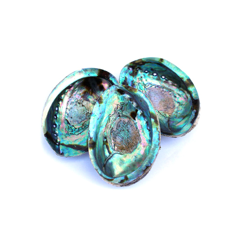 Green Abalone Shell - Processing Type: Semi-Processed
