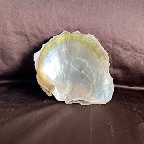 White Mop Indonesia Shell - Processing Type: Semi-Processed