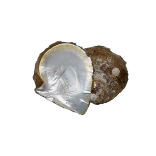 White MOP Indonesia Shell
