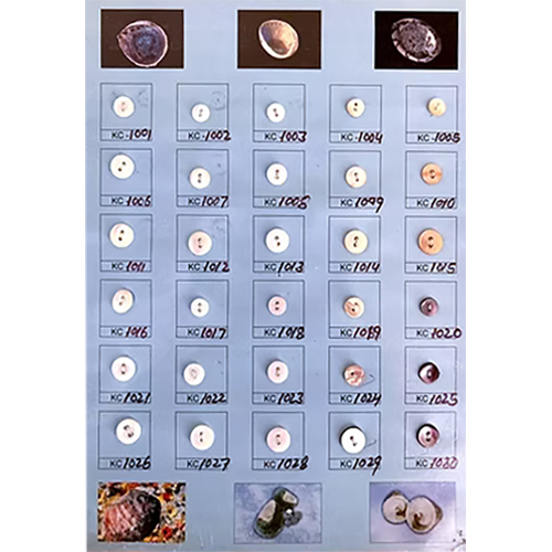 Shell Button - Feature: Light In Weight