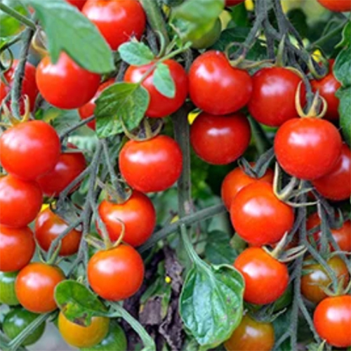 Cherry Tomato