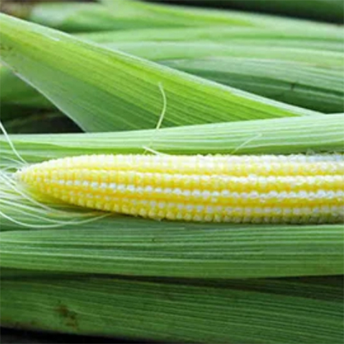 Fresh Baby Corn - Color: Yellow