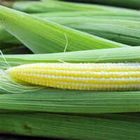 Fresh Baby Corn
