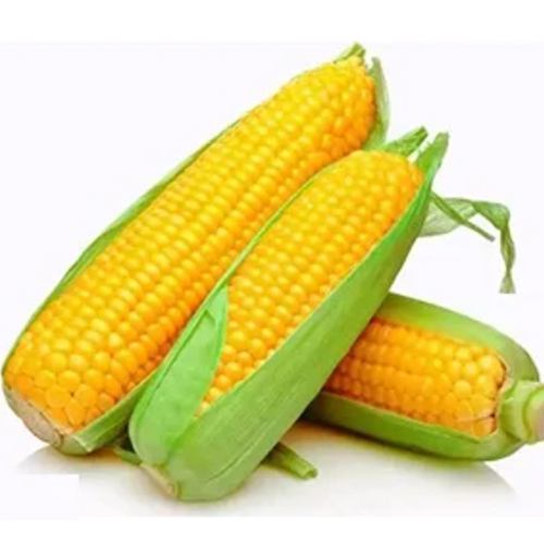 American Corn - Color: Yellow