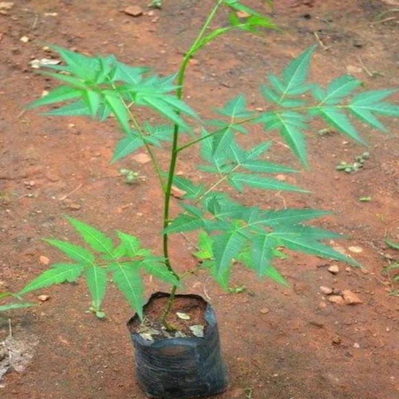 Malabar Neem - Type: Plant