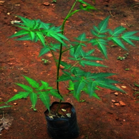 Malabar Neem