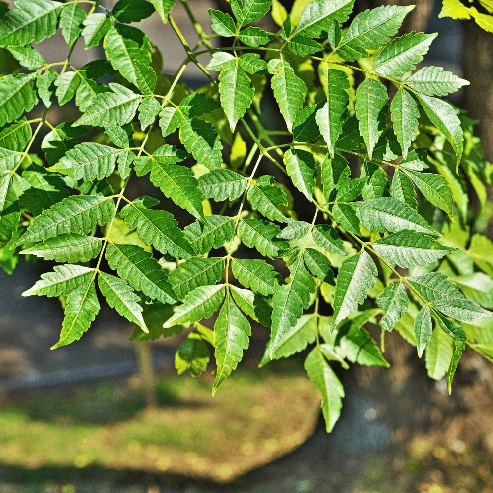 Malabar Neem - Type: Plant