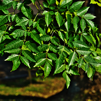 Malabar Neem