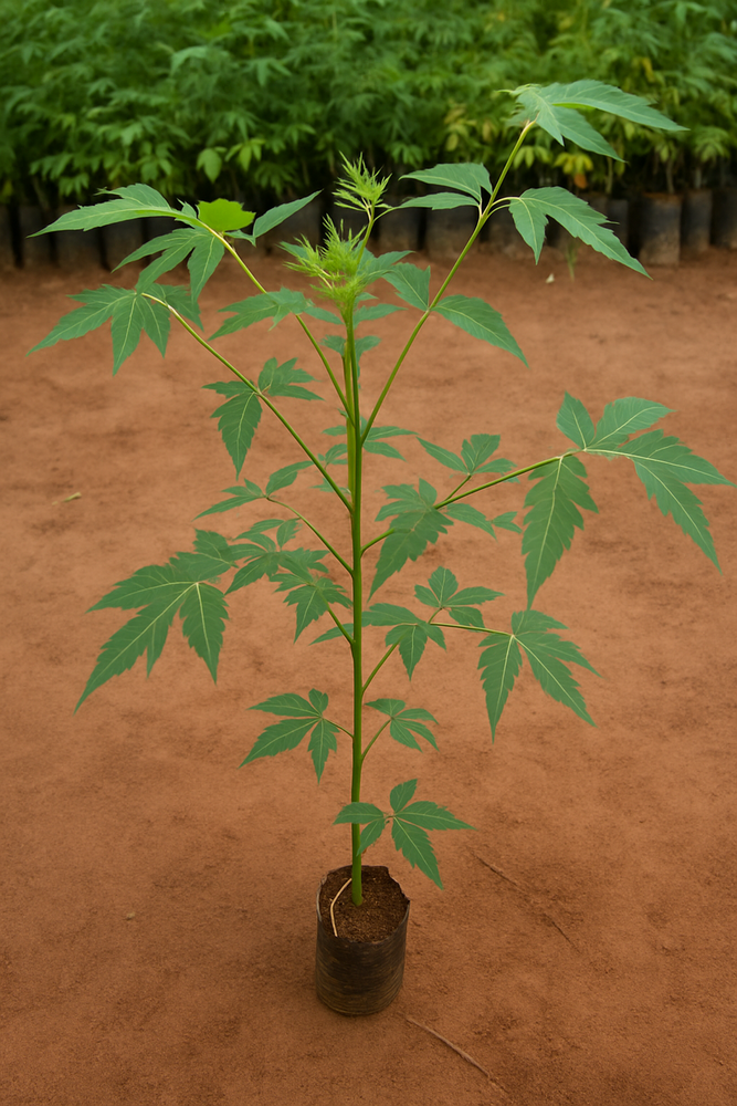Malabar Neem - Type: Plant