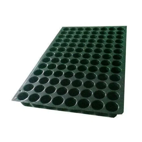 Chilli Seedling Trays