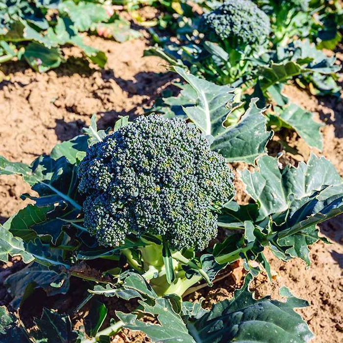 Fresh Broccoli - Moisture (%): 99%