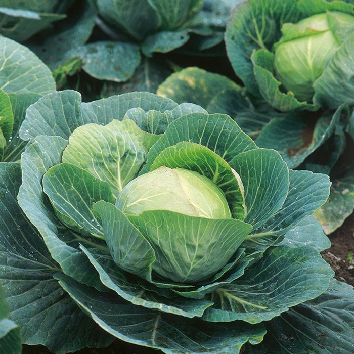 Fresh Cabbage