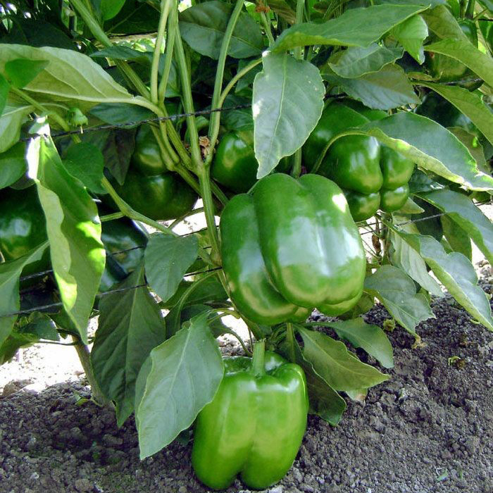 Fresh Capsicum - Moisture (%): 99%