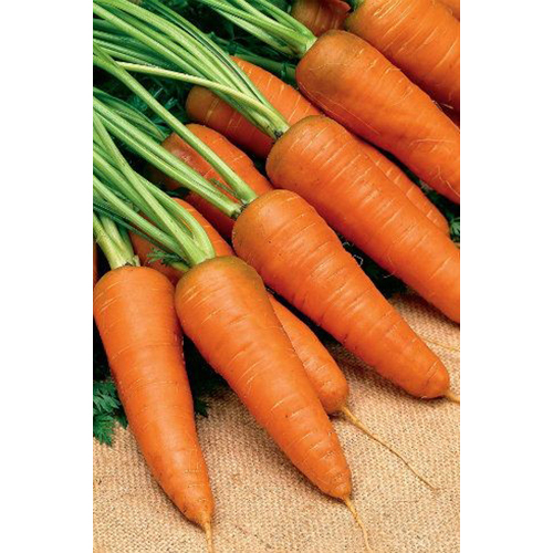 Fresh Carrot - Moisture (%): 99%