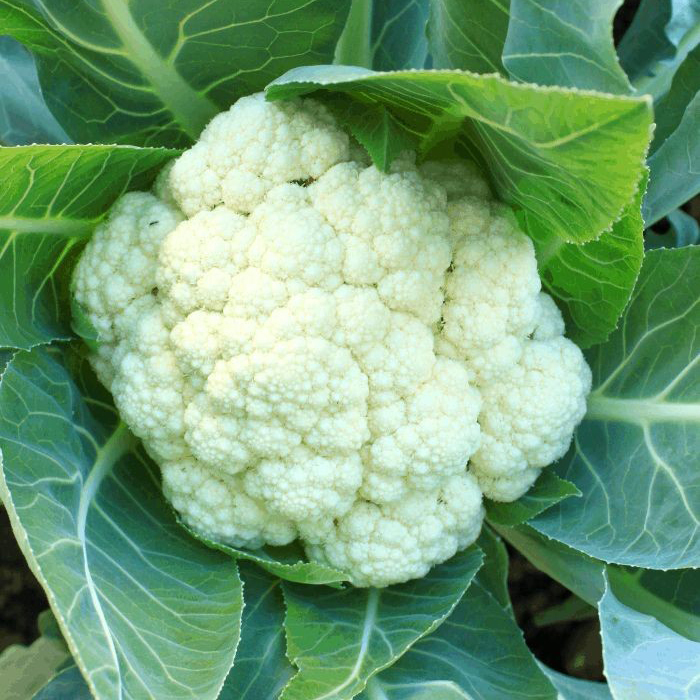 Fresh Cauliflower - Moisture (%): 99%