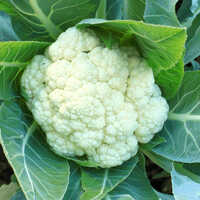Fresh Cauliflower