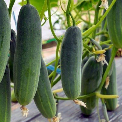 Fresh Cucumber - Moisture (%): 99%