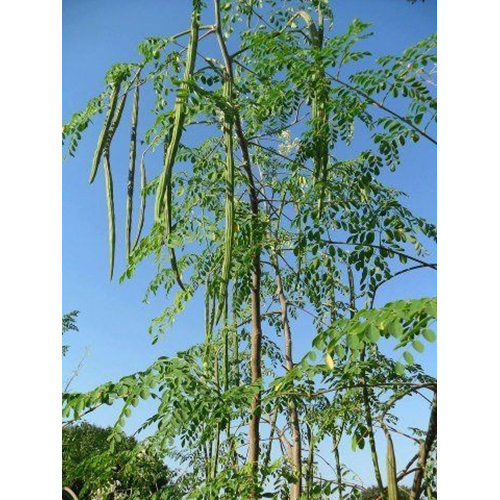 Drumstick (Sahjan) - Moisture (%): 99%
