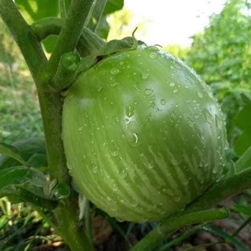 Mattu Gulla Brinjal - Moisture (%): 99%