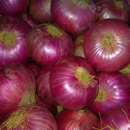 Fresh Onion - Moisture (%): 99%