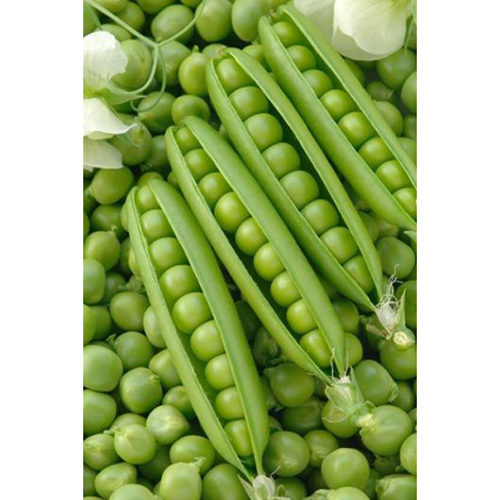 Fresh Peas - Moisture (%): 99%