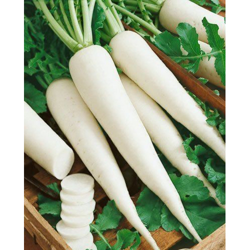 Fresh Radish - Moisture (%): 99%