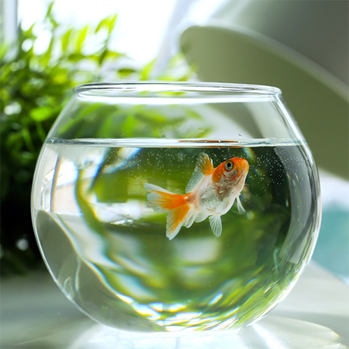 Glass Fish Bowl - Color: Various Available