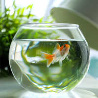 Glass Fish Bowl - Color: Various Available