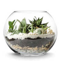 6 Inch Glass Fish Bowl