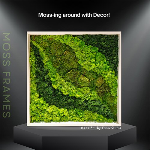 6X6 Inch Moss Wall Art Frame - Color: Various Available