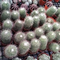 Golden Barrel Cactus Plant