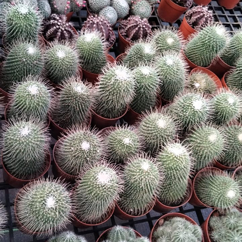 Golden Barrel Cactus Plant