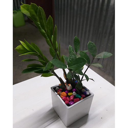 Natural Ornamentals Plant