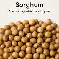 Whole Sorghum