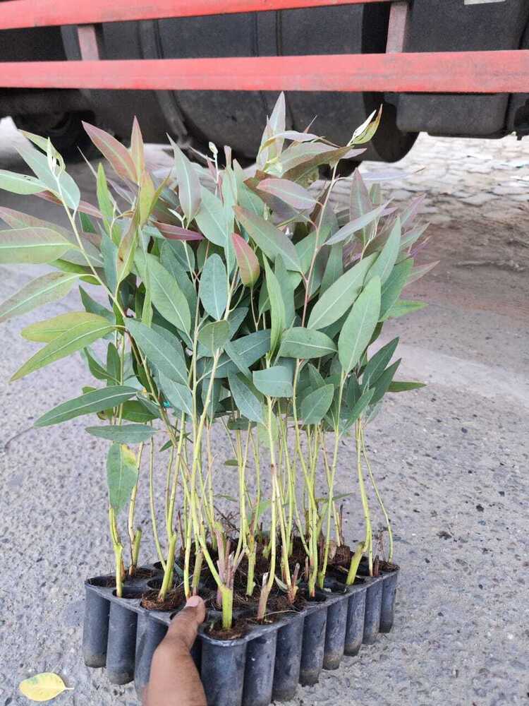 Eucalyptus Plants - Color: Green
