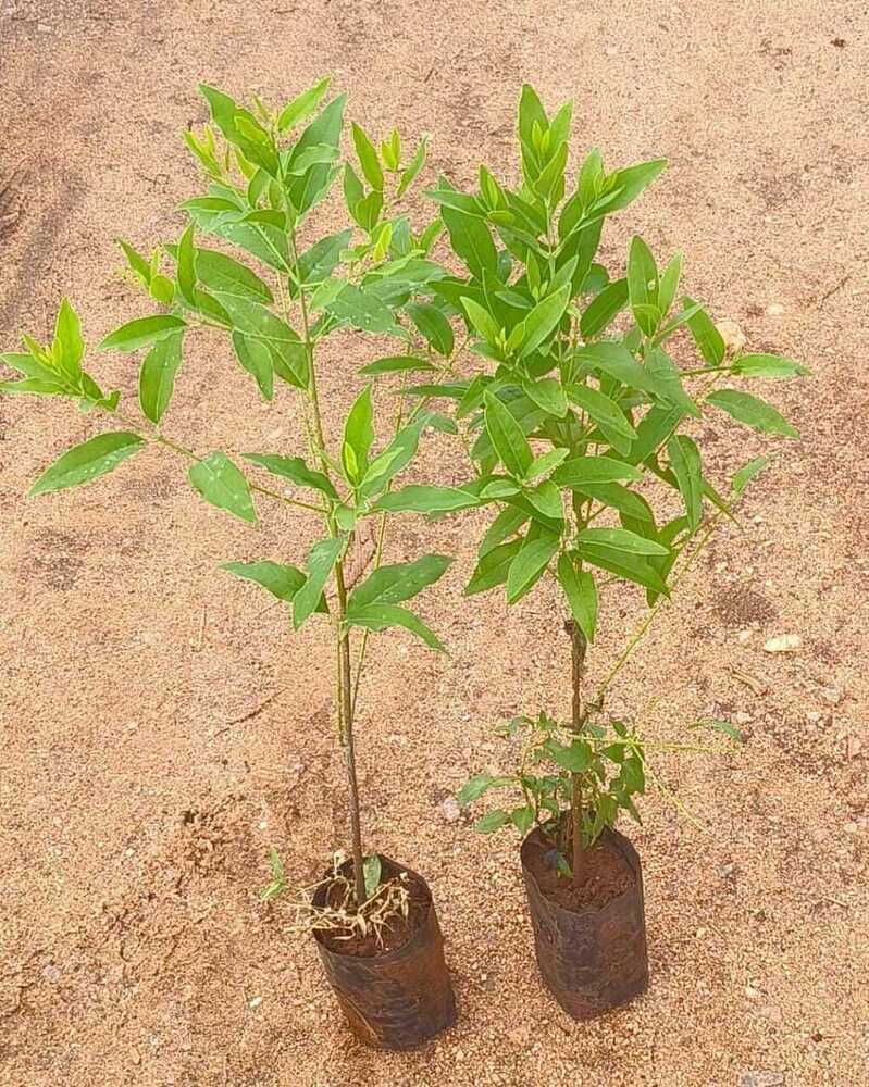 Red Sandalwood Plant - Color: Green