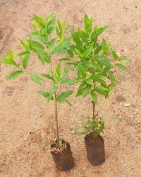 Red Sandalwood Plant