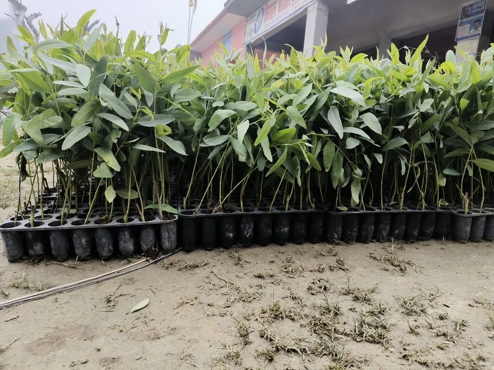 African Mahogany Plant