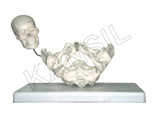 Birth Demonstration Model