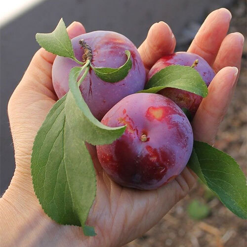 Fresh Plum
