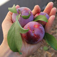 Fresh Plum - Color: Red