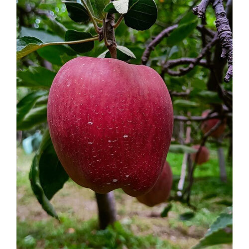 Kashmiri Apple