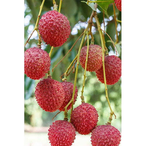 Fresh  Litchi