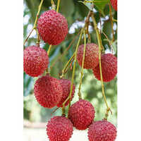 Fresh  Litchi