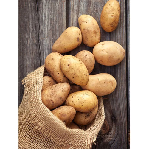 Fresh Potato - Moisture (%): 10