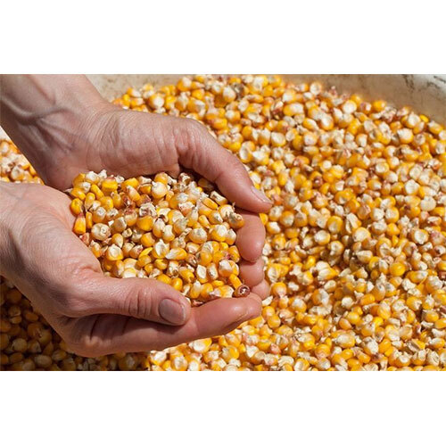 Dry Maize